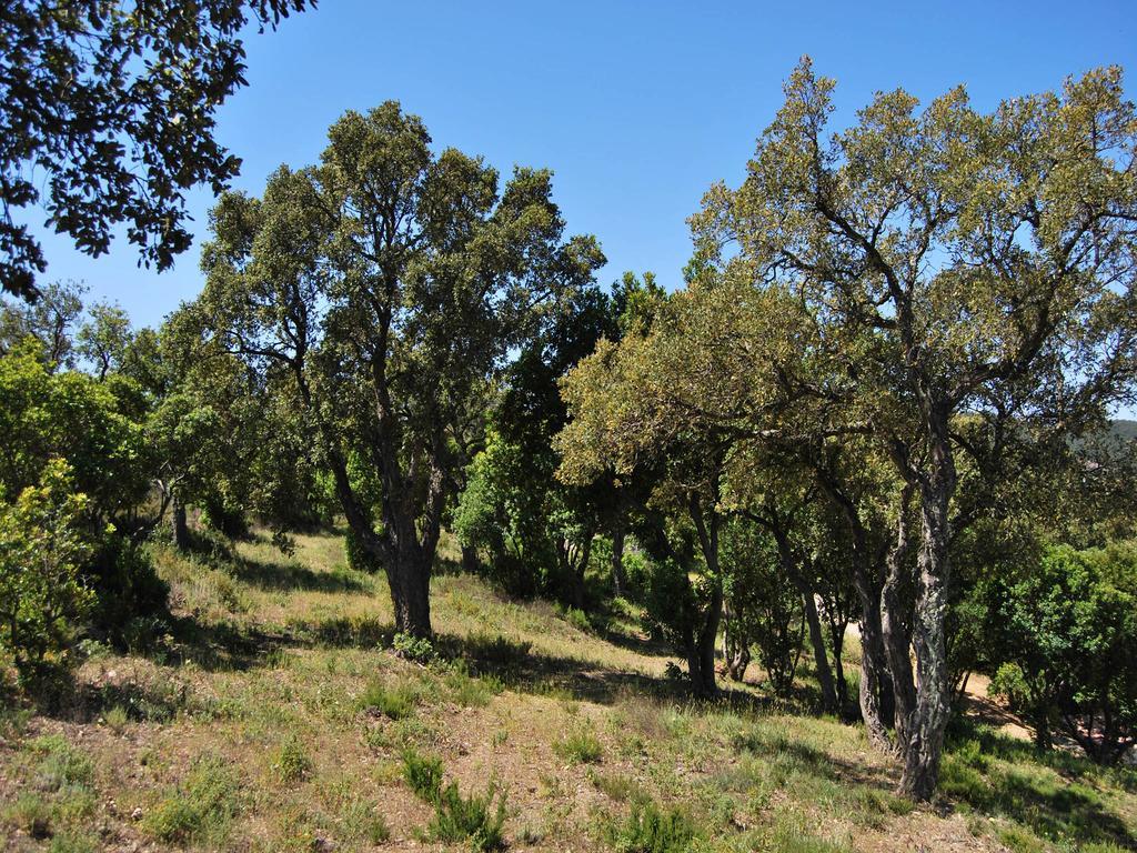 Nais Bormes-les-Mimosas
