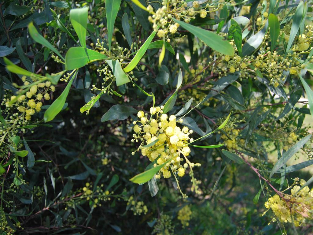 Nais Bormes-les-Mimosas